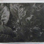 fotopolymeer