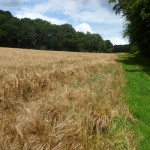 fransgroen2